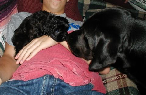 1990 Ford Bronco - A person sits with two black dogs, one a puppy, on a couch.