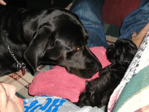 1990 Ford Bronco - Two black dogs interact on a couch, one larger than the other, with a pink blanket between them.
