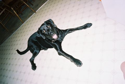1990 Ford Bronco - A black dog is on a patterned floor, looking up with its tongue out.