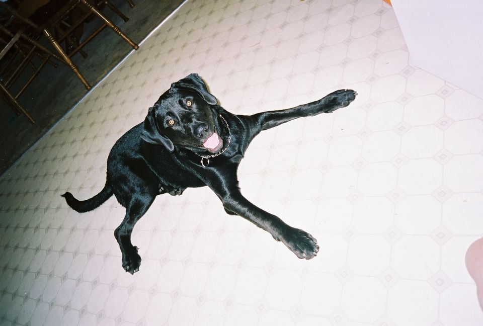 Black dog lying on a patterned floor, with its front legs extended