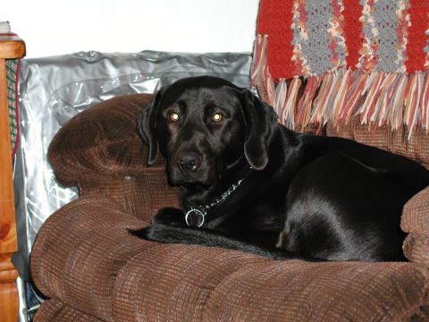 1990 Ford Bronco - A black Labrador Retriever is comfortably lounging on a textured brown couch, with a blanket draped over the back.