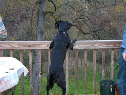 1990 Ford Bronco - Dog on a deck looking out at the trees.