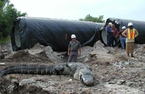 1983 Ford Bronco - An alligator is seen on a construction site with large pipes and workers nearby.