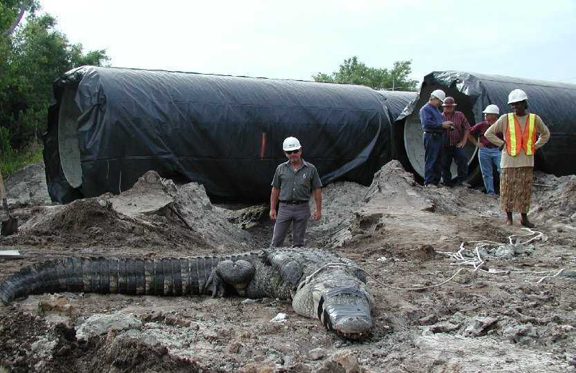 Large alligator on muddy ground with construction workers and black pipes behind