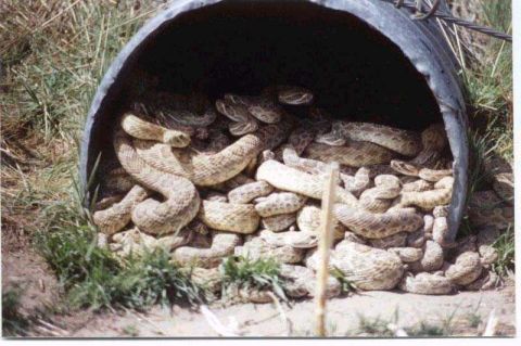 1983 Ford Bronco - A large number of rattlesnakes have gathered inside a concrete culvert.