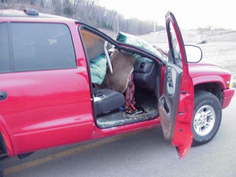 1983 Ford Bronco - Apparently, the deer got scared onto the overpass, then got scared OFF of it, just as this guy drove under.