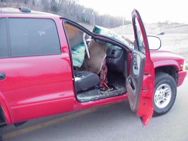 Apparently, the deer got scared onto the overpass, then got scared OFF of it, just as this guy drove under.