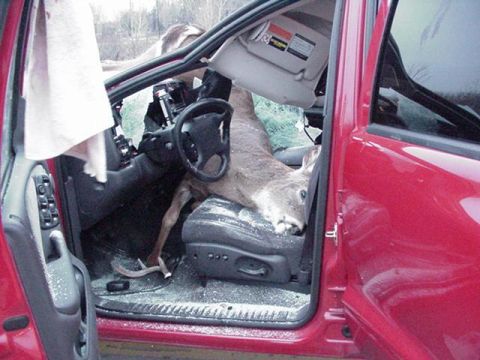 1983 Ford Bronco - Apparently, the deer got scared onto the overpass, then got scared OFF of it, just as this guy drove under.