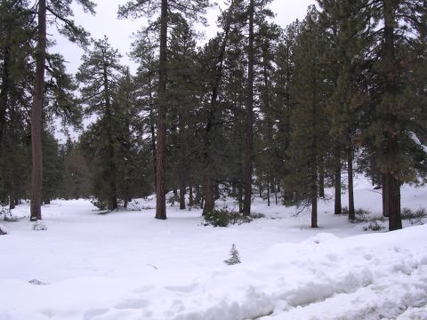 1999 Toyota Tacoma - A snowy landscape with tall pine trees under an overcast sky.