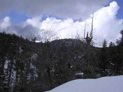 1999 Toyota Tacoma - Winter scene in the mountains with snow covering the ground and trees.