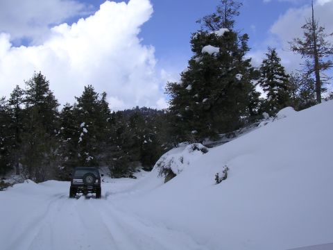 1999 Toyota Tacoma - A dark-colored SUV navigates a snowy path surrounded by snow-laden pine trees under a partly cloudy sky.