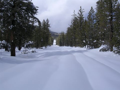 1999 Toyota Tacoma - A snow-covered road winds through a forest of pine trees under a cloudy sky.