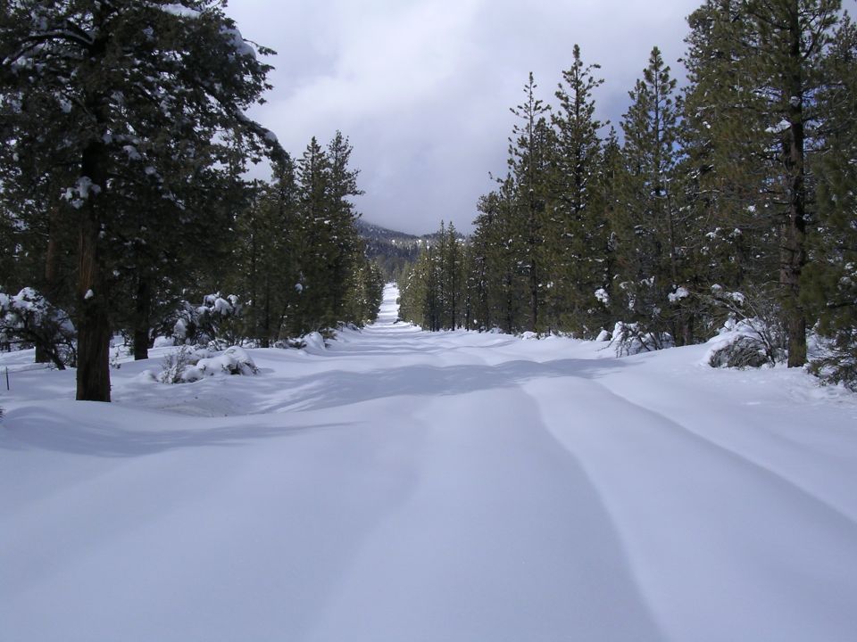 snowy road between pine trees