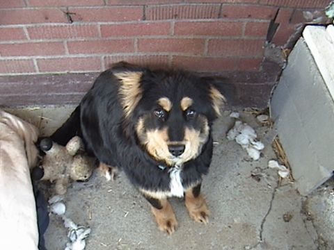 1994 Ford Bronco - A dog sits on concrete next to a worn teddy bear and some debris.