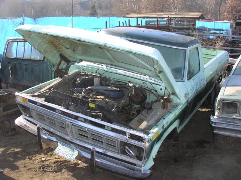 1981 Ford Bronco - Junkyard find: a 1977 Ford F-150 pickup truck with its hood up, revealing the engine bay.