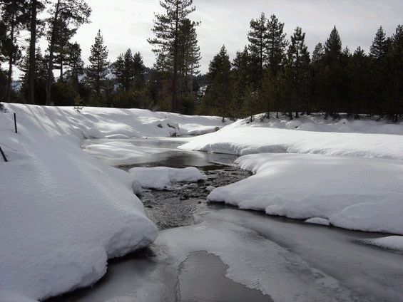 Snow-lined creek winding through a pine forest with a snowy mountain ridge in the distance