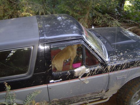 1989 Ford Bronco - Cash the co-pilot