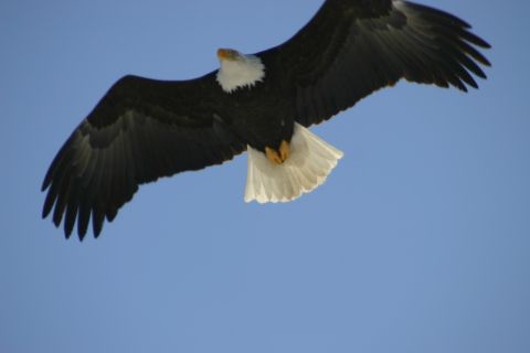 2003 Jeep TJ - A bald eagle soars through the sky, its wings spread wide.