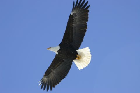 2003 Jeep TJ - Bald eagle in flight, wings fully extended against a bright blue sky.