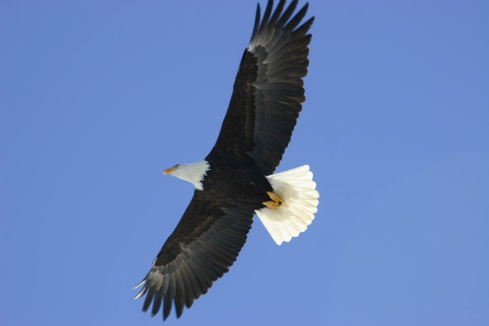Bald eagle in flight with wings spread against a clear blue sky