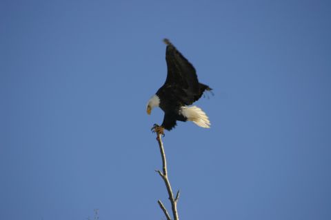 2003 Jeep TJ - A bald eagle is captured in mid-action, gripping a tree branch with its talons.