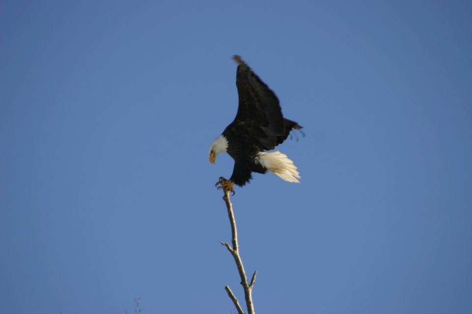 bald eagle perched on a dead tree branch against a clear blue sky