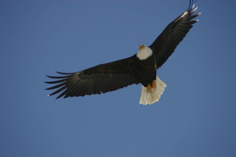 2003 Jeep TJ - A bald eagle soars through the sky with its wings fully extended.