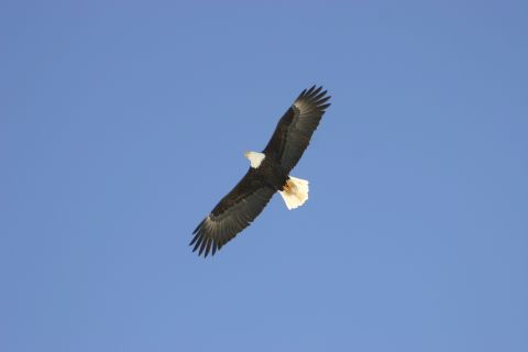 2003 Jeep TJ - A bald eagle soars through the sky with its wings spread wide.