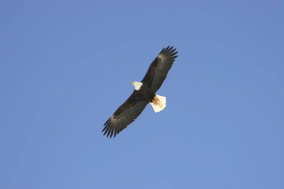 bald eagle flying against a clear blue sky