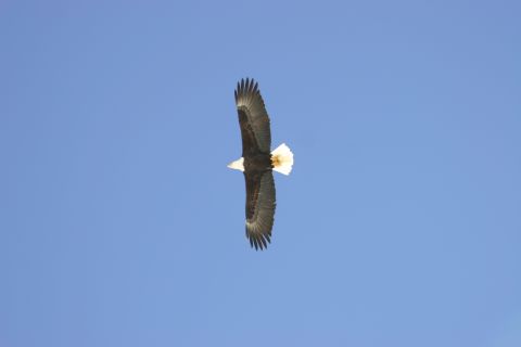 2003 Jeep TJ - A bald eagle is seen soaring high in the sky.