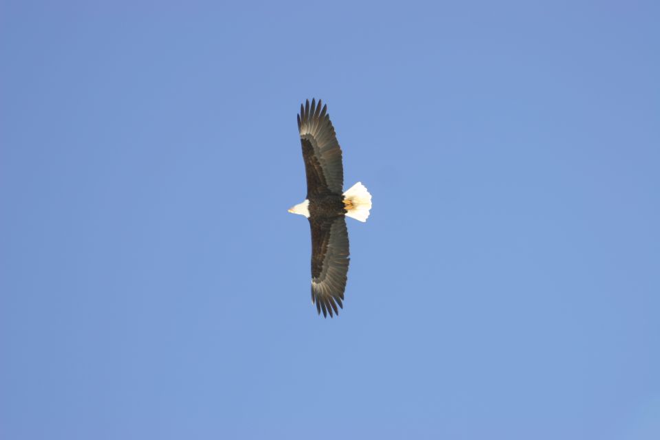 Bald eagle flying against a clear blue sky