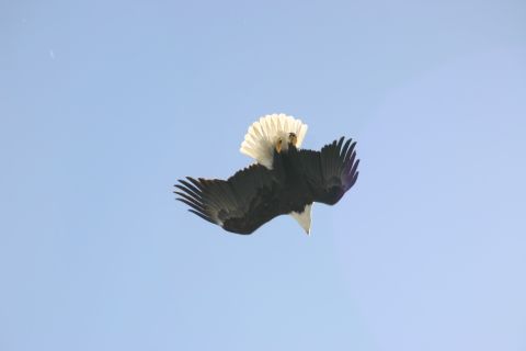2003 Jeep TJ - A bald eagle soars through the sky with its wings outstretched.