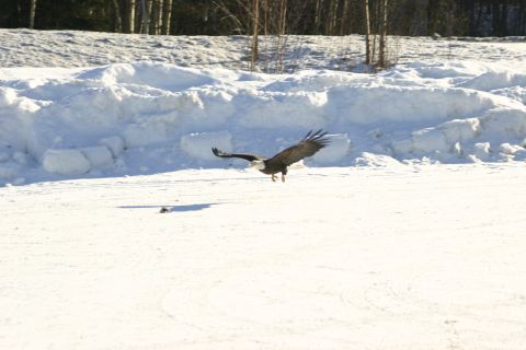 2003 Jeep TJ - A bald eagle is captured mid-flight, its wings spread wide over a snow-covered ground with a backdrop of snowdrifts and trees.