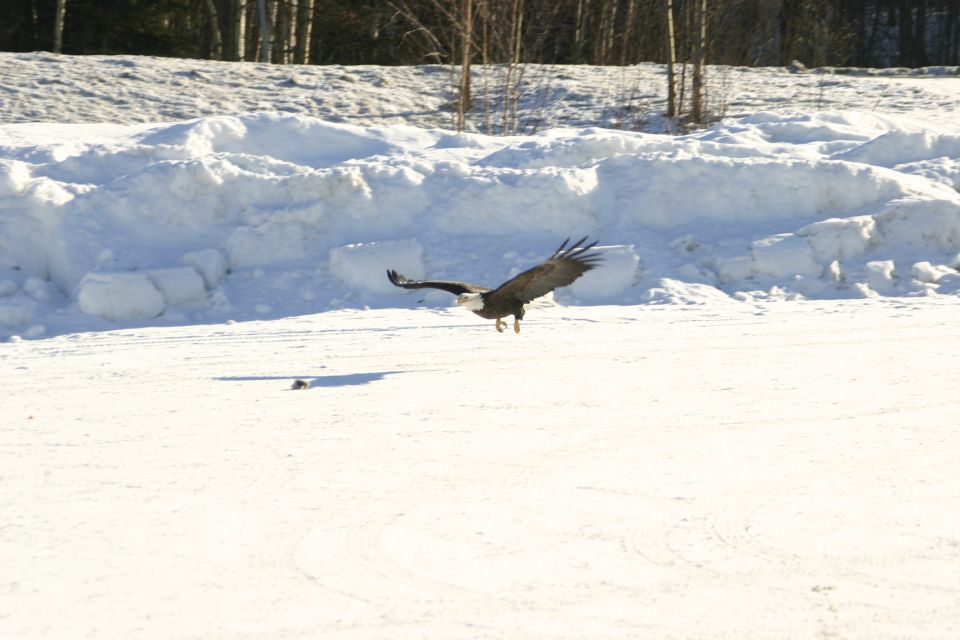 Bald eagle in flight over a snowy landscape