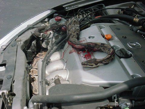 1990 Ford Bronco - large patterned python snake coiled across the engine of a silver car, resting over the valve cover and hoses.