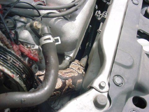 1990 Ford Bronco - close-up of a python snake's patterned body wedged among the hoses and components inside a car engine bay.