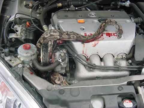 1990 Ford Bronco - python snake stretches across a silver i-VTEC engine inside an Acura engine bay, beside a red overflow tank.