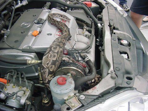1990 Ford Bronco - python snake coils over the engine of a silver car as a person's legs stand beside the open hood.
