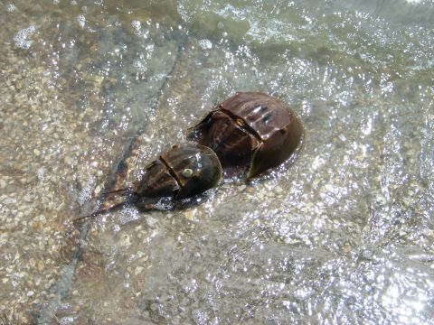 1995 Nissan Frontier - Two horseshoe crabs are visible in the shallow, clear water, with a watermark at the bottom right of the image.