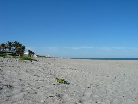 1995 Nissan Frontier - A wide sandy beach stretches towards the ocean, with palm trees and buildings visible in the distance.