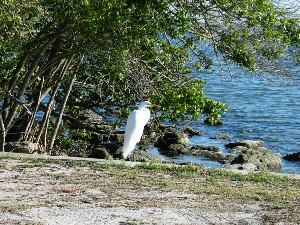Great Egret standing by rocky shore with trees and water