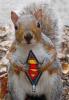 1989 Ford Bronco - A squirrel is pictured wearing a superhero emblem on its chest.