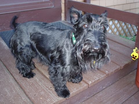 1998 Ford Taurus - A black Scottish Terrier with a green collar stands on a wooden porch near a door.