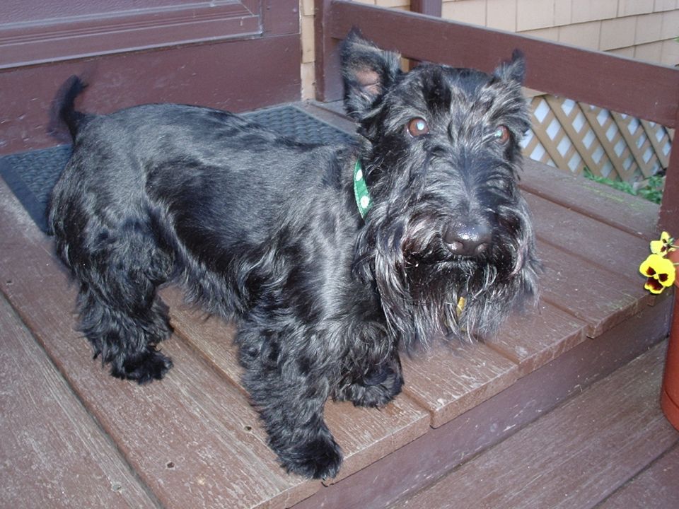 Black Scottish Terrier standing on a wooden porch