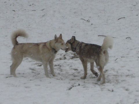 1992 Ford Bronco - Two dogs interact in a snow-covered outdoor area.
