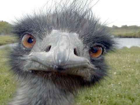 1994 Ford Crown Victoria - An emu's face fills the frame, its large eyes looking directly at the viewer.