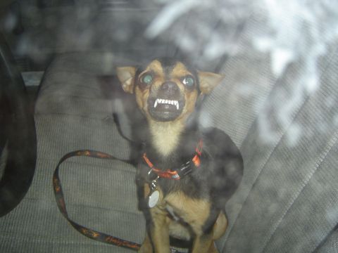 1989 Ford Bronco - A dog wearing an orange collar and fake teeth sits in the back seat of a vehicle.