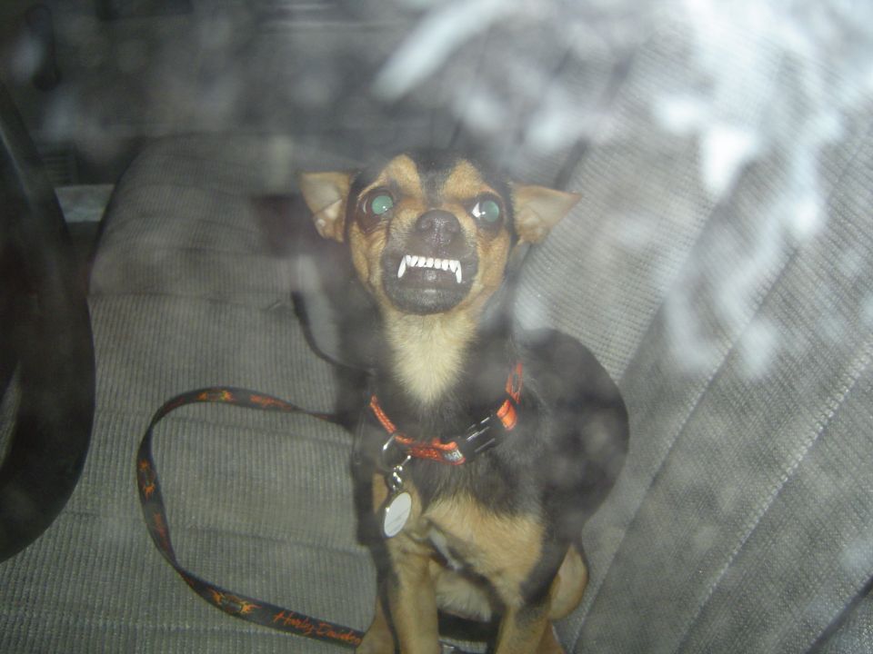 Small black-and-tan Chihuahua snarling on a cloth seat with a Harley-Davidson leash
