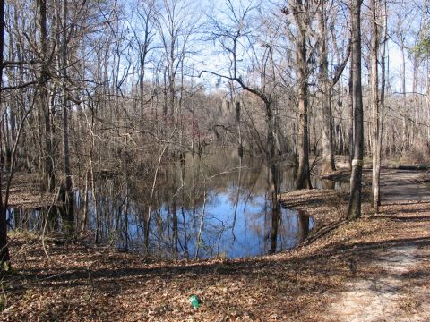 1995 Ford Bronco - A tranquil scene of a swampy area with bare trees and still water under a clear blue sky.