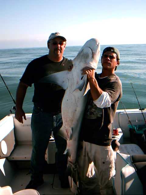 1978 Ford Bronco - Two men proudly display a large shark caught while fishing from a boat on the water.
